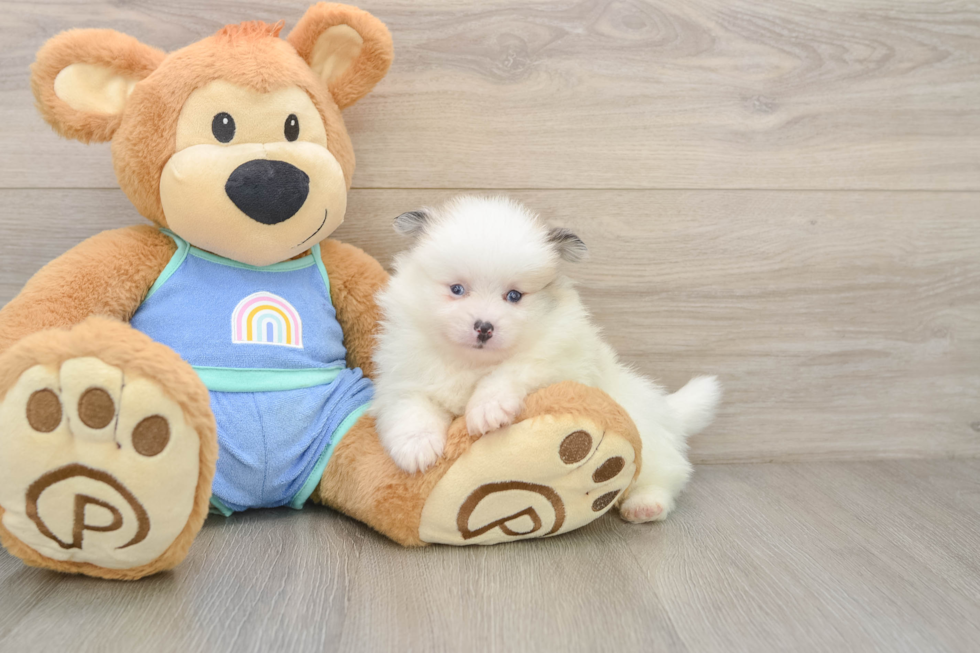Friendly Pomeranian Baby