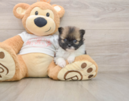 8 week old Pomeranian Puppy For Sale - Florida Fur Babies