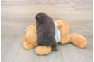Pomeranian Pup Being Cute