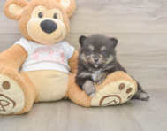 7 week old Pomeranian Puppy For Sale - Florida Fur Babies