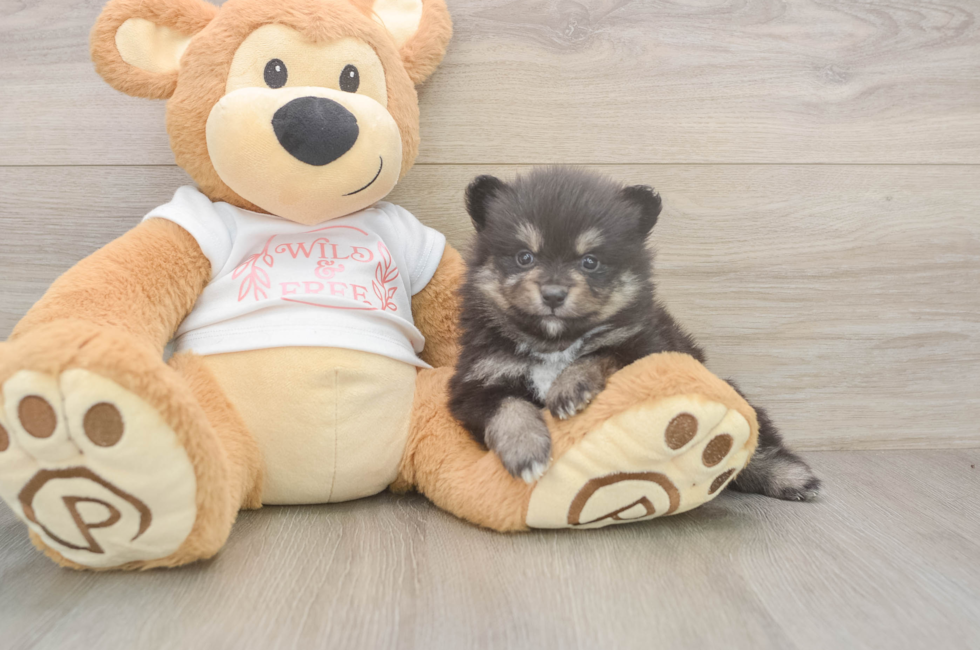 5 week old Pomeranian Puppy For Sale - Florida Fur Babies