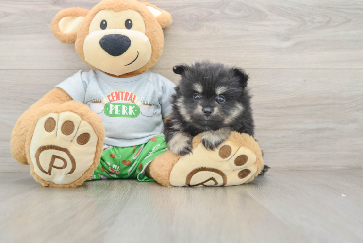 Funny Pomeranian Purebred Pup