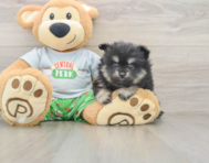 7 week old Pomeranian Puppy For Sale - Florida Fur Babies