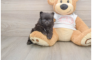 Pomeranian Pup Being Cute