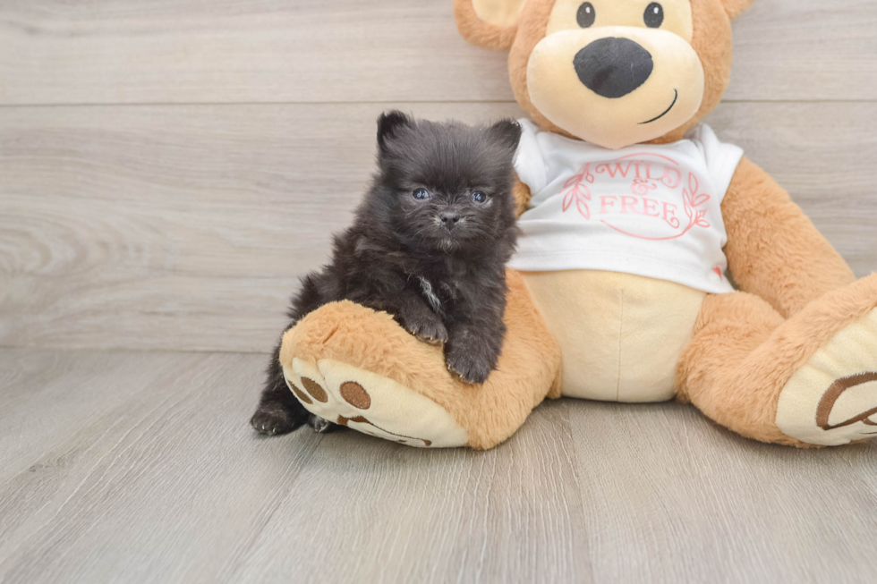 Pomeranian Pup Being Cute