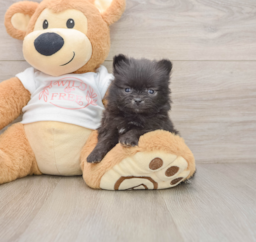 8 week old Pomeranian Puppy For Sale - Florida Fur Babies