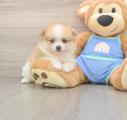 7 week old Pomeranian Puppy For Sale - Florida Fur Babies