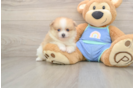 Cute Deutscher Spitz Purebred Puppy