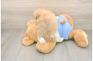 Little Pomeranian Baby
