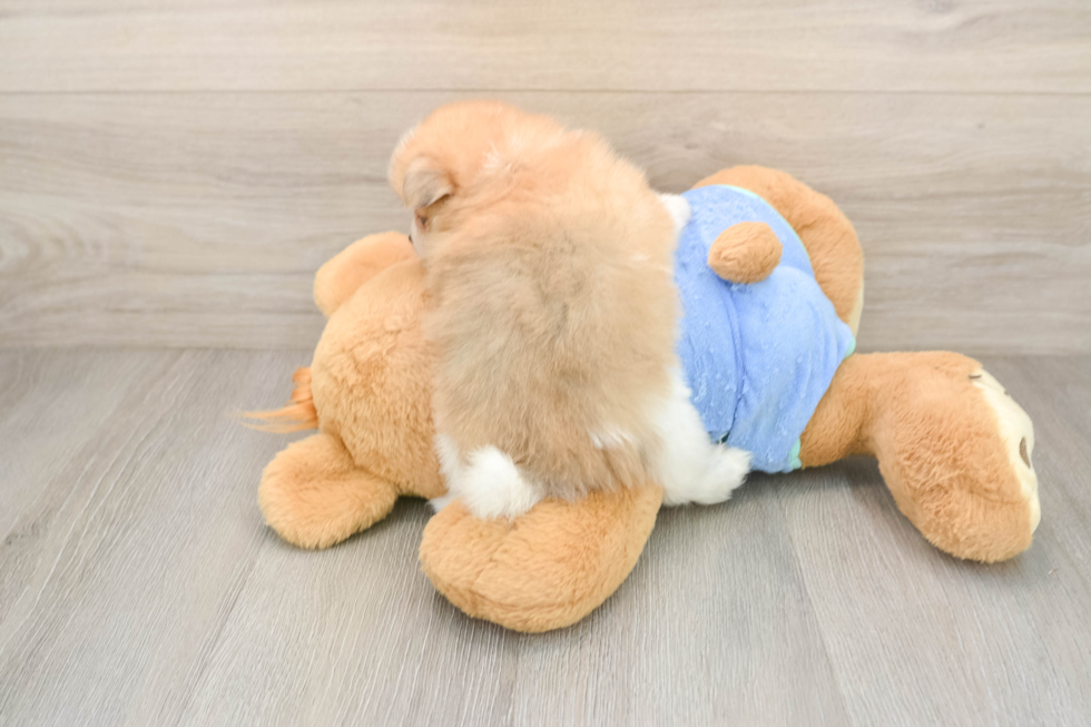 Little Pomeranian Baby