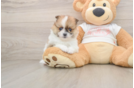 Pomeranian Puppy for Adoption