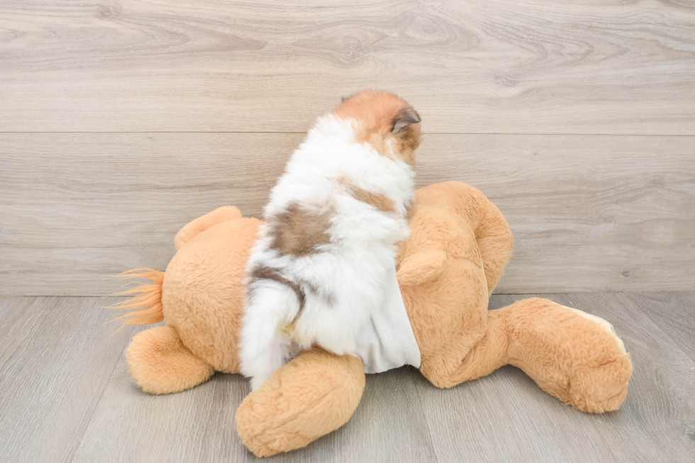 Pomeranian Pup Being Cute