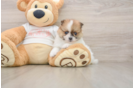 Pomeranian Pup Being Cute