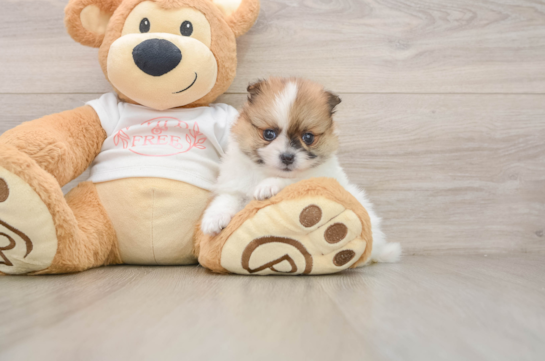 Pomeranian Pup Being Cute