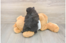 Playful Pomeranian Baby