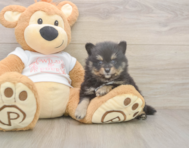 7 week old Pomeranian Puppy For Sale - Florida Fur Babies