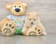 8 week old Pomeranian Puppy For Sale - Florida Fur Babies