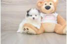 Playful Pomeranian Purebred Pup