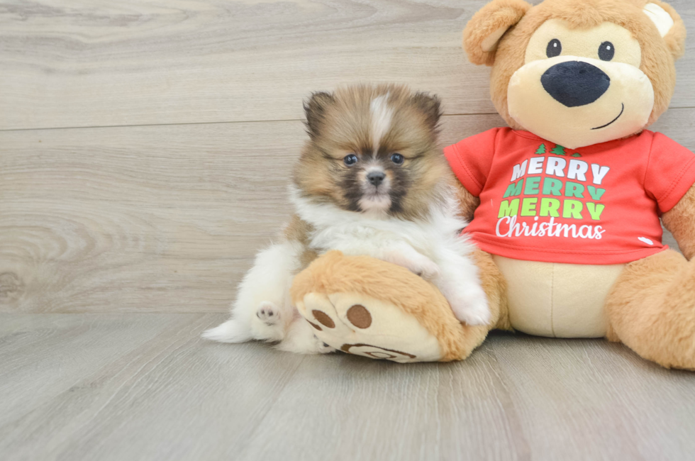 6 week old Pomeranian Puppy For Sale - Florida Fur Babies