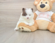 7 week old Pomeranian Puppy For Sale - Florida Fur Babies