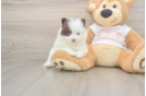 Cute Deutscher Spitz Purebred Puppy