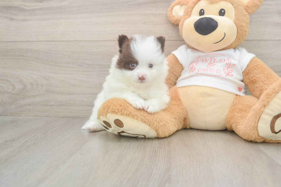 Cute Deutscher Spitz Purebred Puppy
