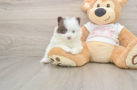 Cute Deutscher Spitz Purebred Puppy