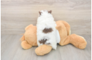 Petite Dwarf Spitz Purebred Puppy