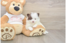Best Pomeranian Baby