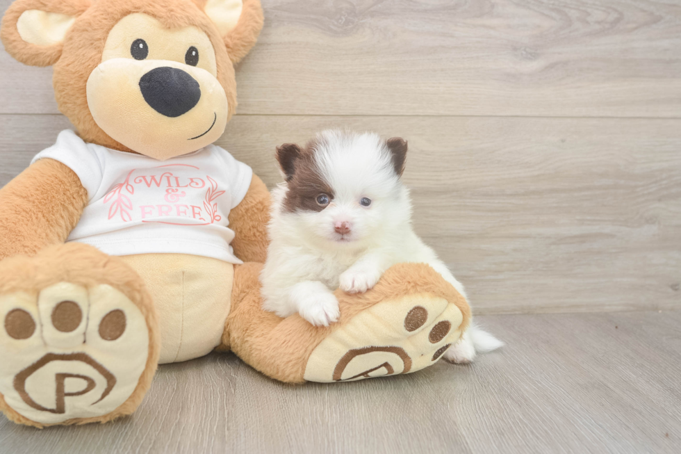 Best Pomeranian Baby