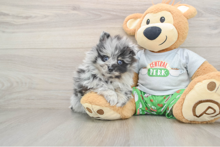 Pomeranian Pup Being Cute