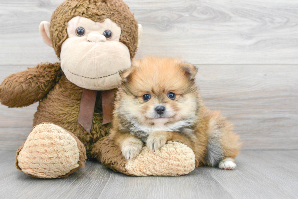 Funny Pomeranian Baby