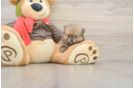 Playful Pomeranian Baby