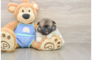 Pomeranian Puppy for Adoption