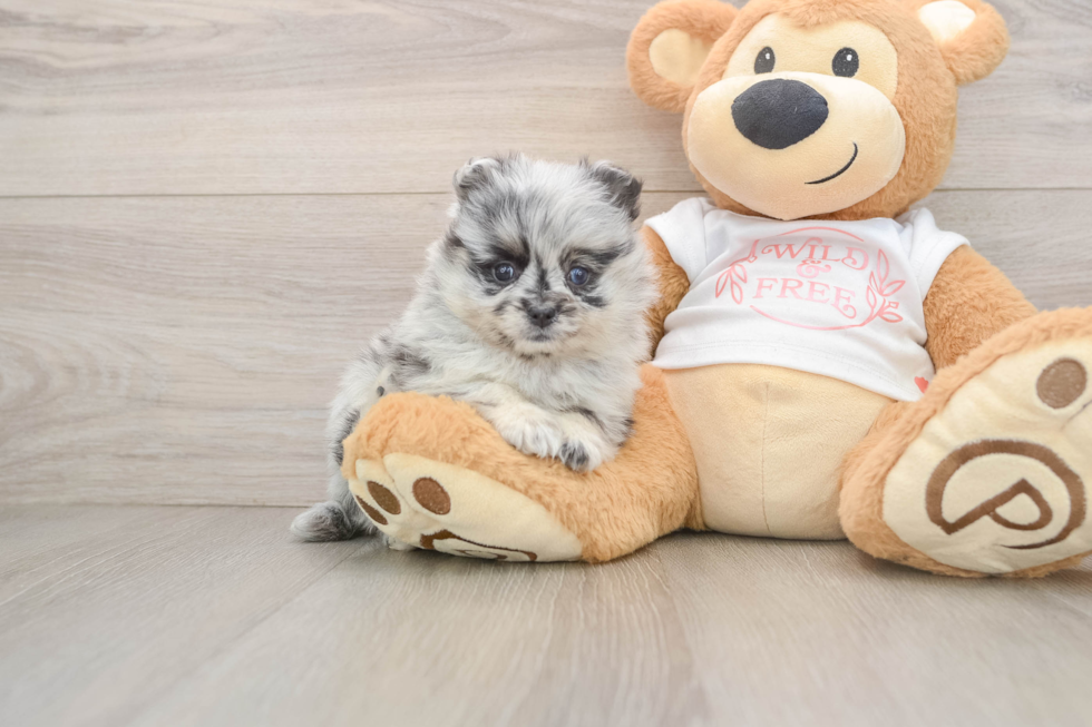 Best Pomeranian Baby