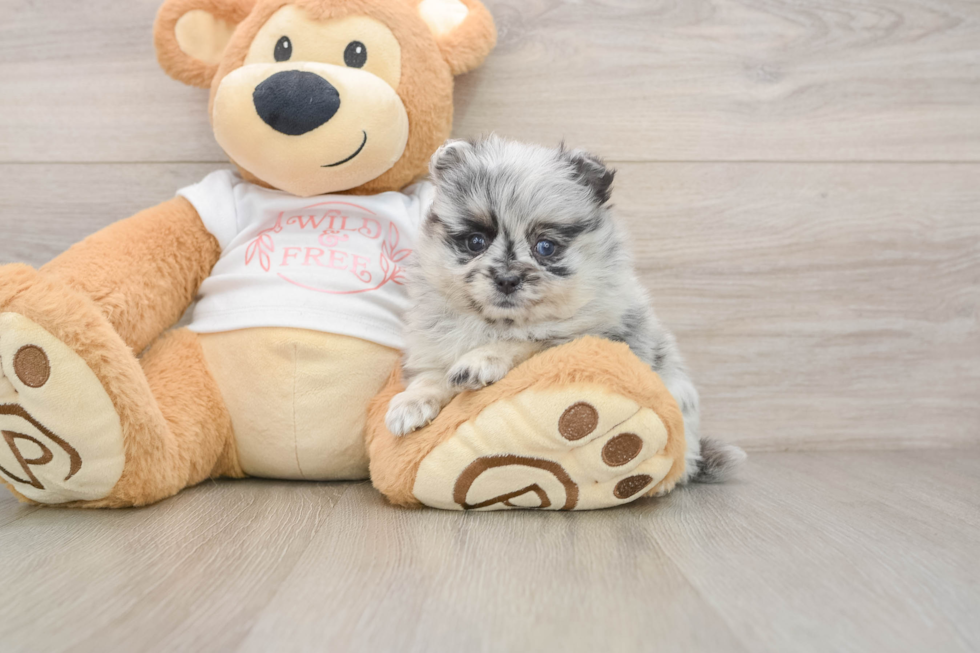 Happy Dwarf Spitz Purebred Puppy