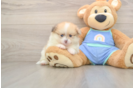 Funny Pomeranian Baby