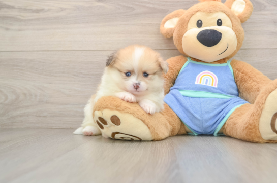 Funny Pomeranian Baby