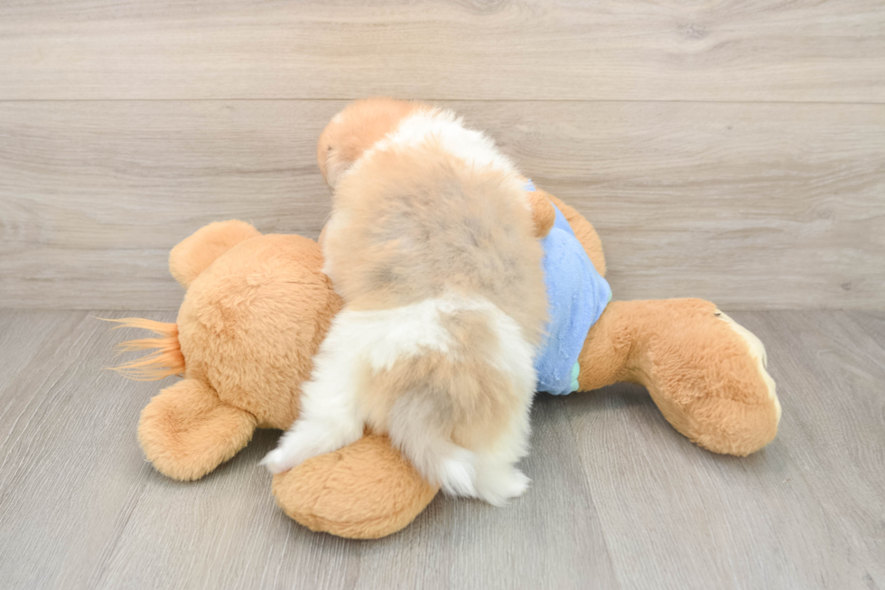 Best Pomeranian Baby