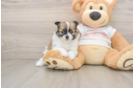 Funny Pomeranian Purebred Pup