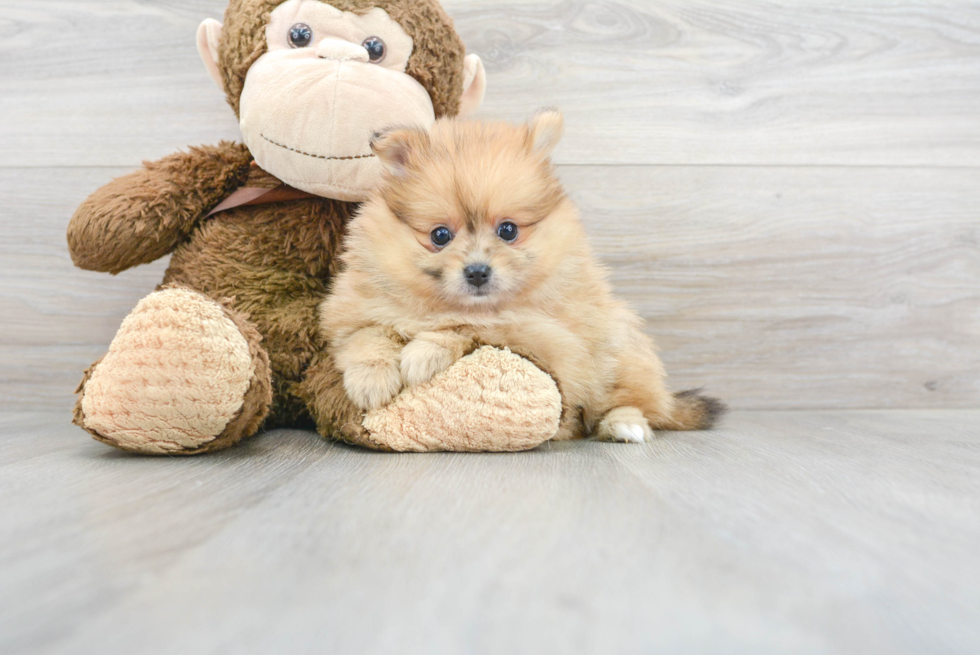 Cute Pomeranian Purebred Puppy