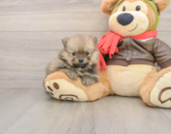 8 week old Pomeranian Puppy For Sale - Florida Fur Babies