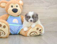 9 week old Pomeranian Puppy For Sale - Florida Fur Babies