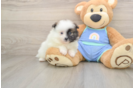 Best Pomeranian Baby
