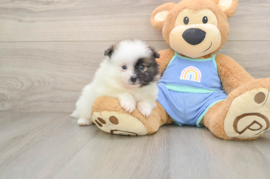 Best Pomeranian Baby