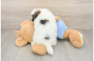Pomeranian Pup Being Cute