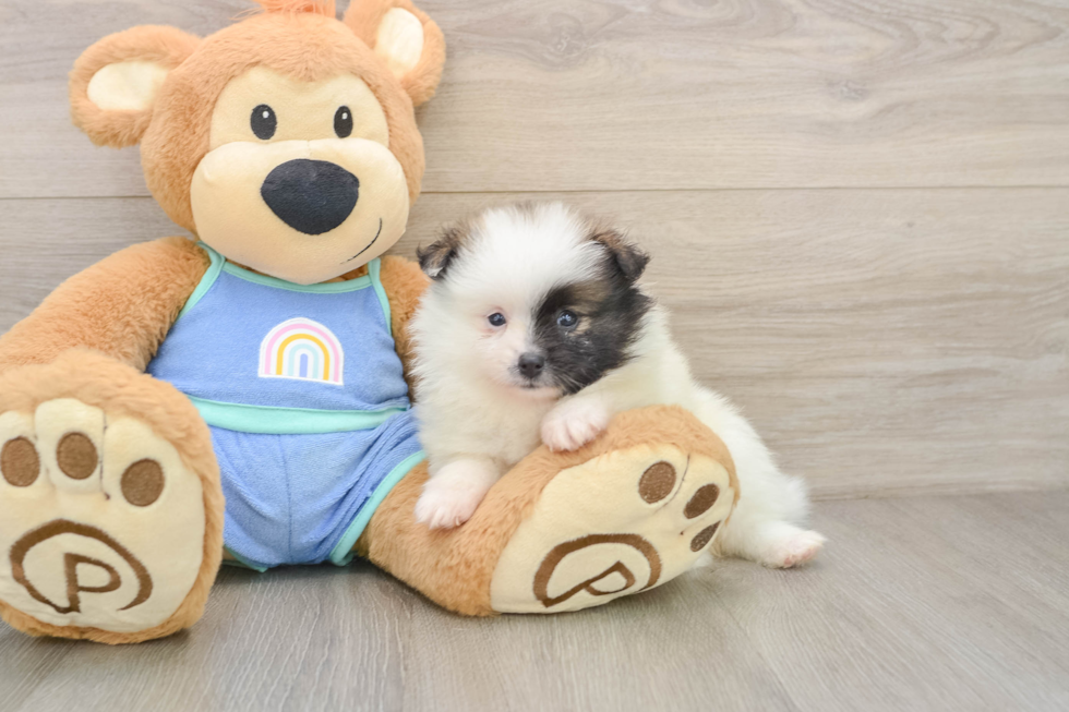 Best Pomeranian Baby