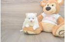 Adorable Loulou Purebred Puppy