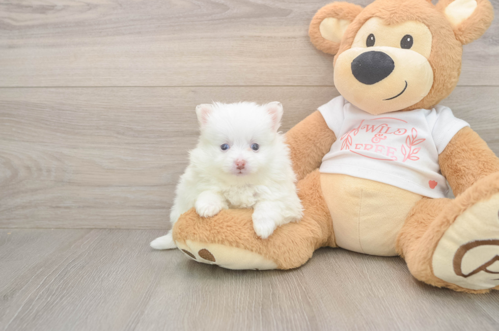 5 week old Pomeranian Puppy For Sale - Florida Fur Babies