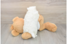 Energetic Loulou Purebred Puppy